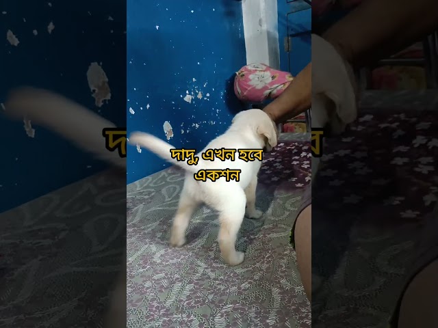 লাড্ডুদিদির সাথে ডিল হলো #danpitedaina #shorts #funny