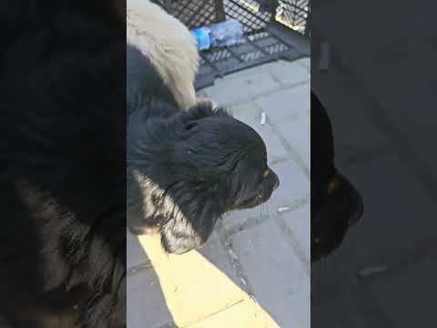 ارخص اسعار كلاب في العراق الموصل سوق الجمعة جاسم تيفي طيور سوق الغزل