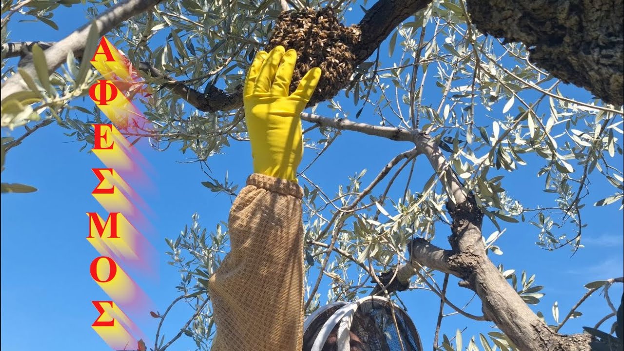 Αρχάριος Μελισσοκόμος - Ο Πρώτος μου Αφεσμός