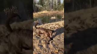 Our Chesapeake Bay Retriever,LYKA, is living her best life now that the snow has gone!