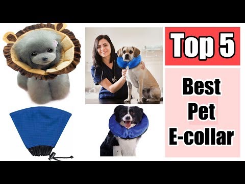 the-top-5-best-pet-e-collar-reviews