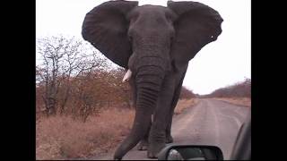 Playing Chicken with a Bull Elephant;  Kruger National Park, South Africa