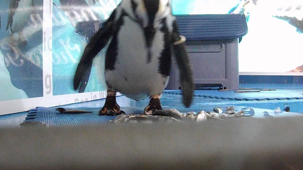 火事 豊島区池袋2丁目 ペンギンのいるbar で火事 ８羽を連れて避難で現地もネットも ほっ と安心 まとめダネ