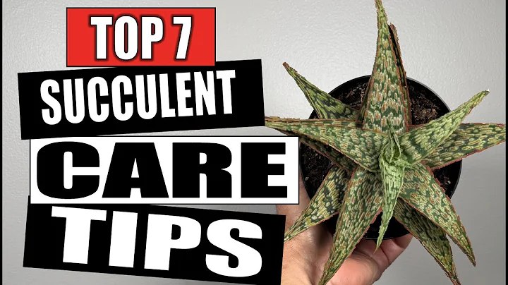 7 Succulent Care Tips That You Need to Know - Houseplant Care