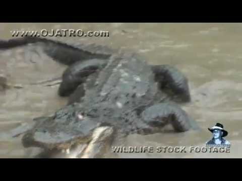 Python vs Alligator 15 -- Real Fight -- Python attacks Alligator - YouTube