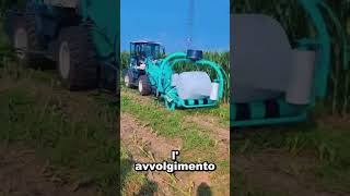 Non è spazzatura: così trasformano le foglie di mais in oro 🟡