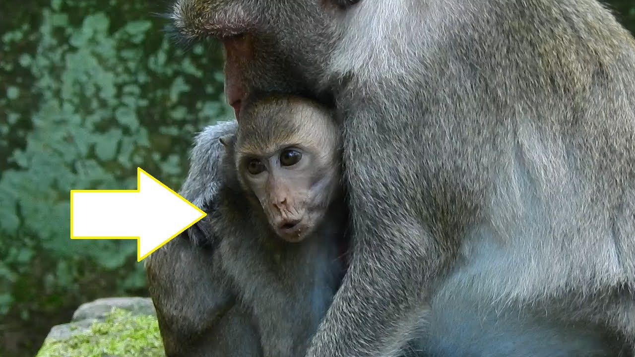 JANE Cannot Let JANNA Alone, She Will Crying Until Die