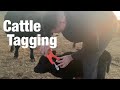 Getting Ranchy! How to Tag Your Calves! Cattle Tagging.