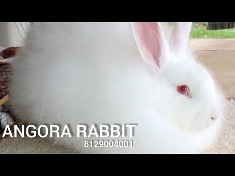 ANGORA RABBIT ബുക്ക് ചെയ്യാം...8129004001