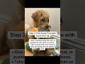 — no crying, no stress.#PuppyTraining #SeparationAnxiety #DogMomLife#DogDadLife #betterwild