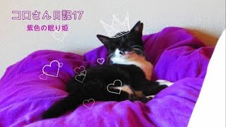 【コロさん日記17】　紫色の眠り姫【保護猫】【猫】【地域猫】