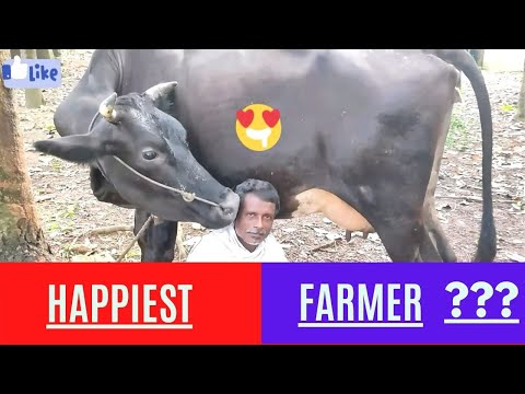 The Happiest Cow