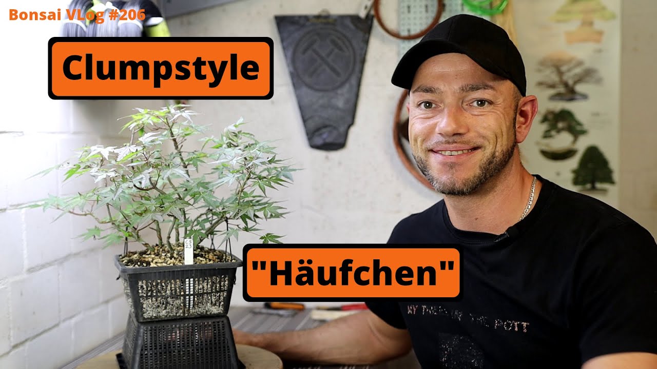 Mein japanischer Fächerahorn Mehrfachstamm Bonsai entwickelt sich gut [Häufchen] | #BonsaiVLog206