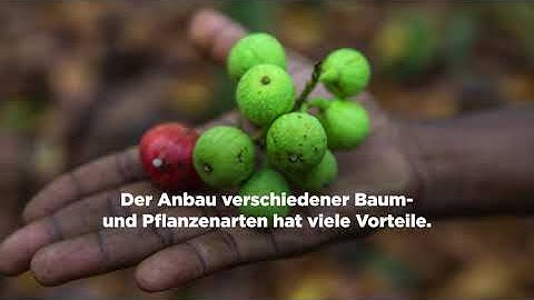 Agroforestry - Nestlé Cocoa Plan (DE)