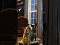 #funny #funnymemes #memes #dog