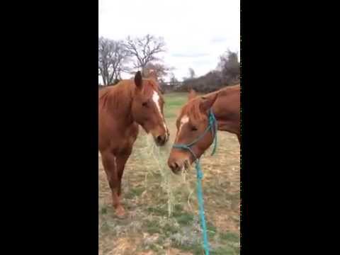 Layla's sweet boyfriend, T, bringing her a bite of hay to eat and giving her kisses! :-)