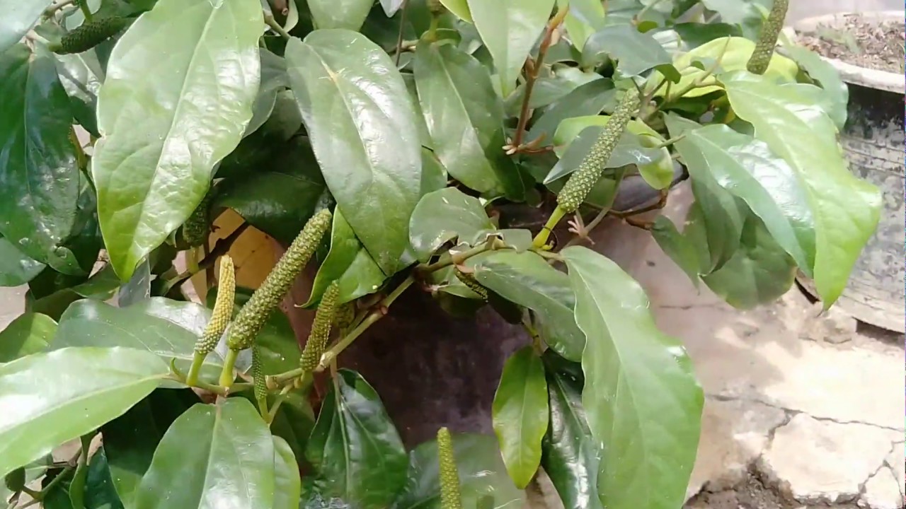 Cara Merawat Cabe Jawa Dalam Pot Agar Cepat Berbuah Youtube