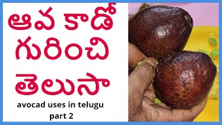 ఆవ కాడో వాడి చూడండి || avocado uses in telugu part 2 || part 2