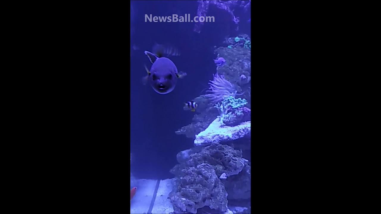 Dogface Puffer fish excited for his food - 300 gallon aquarium life