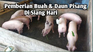 Pemberian Buah dan daun Pisang Di Siang Hari by Harry Saputra channel 1,782 views 1 year ago 10 minutes, 35 seconds