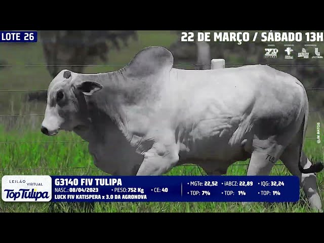 LOTE 26   TUL 3140