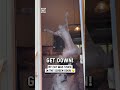 Cat gets himself stuck on screen door 🐱🚪😂                      🎥: Olivia Gilbride via ViralHog