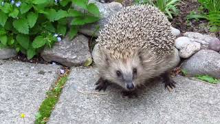annoyed hedgehog