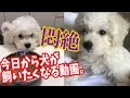 [悶絶] 無理。今日から犬が飼いたくなる動画。