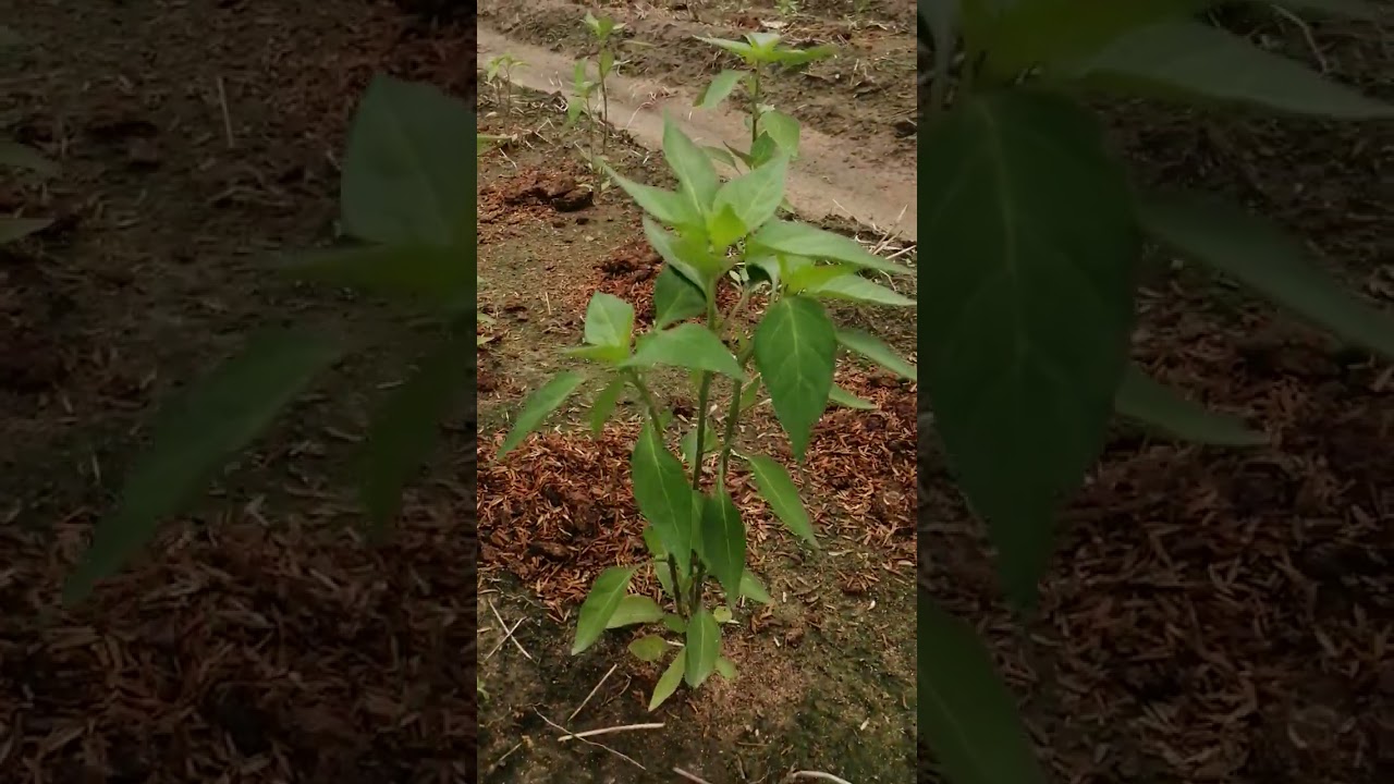 พริก10วันใส่ขี้ไก่เร่งแตกกอ