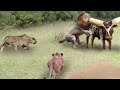 Lions Hunt Stray Buffalo In Their Territory - Lions vs 100 Buffaloes And What Happen Next ?