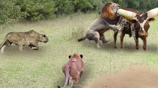 Lions Hunt Stray Buffalo In Their Territory - Lions vs 100 Buffaloes And What Happen Next ?