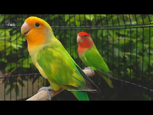 Rosy-Faced Lovebird Chirping Sounds - Orange-Faced Green Pied & Red-Headed Green Opaline class=