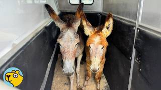 Shy Donkeys Step Off The Trailer Carrying A Big Surprise
