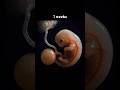 #mother___Baby in mother's womb INSIDE THE WOMB_ Baby from 7 to 11 Weeks journey of miracles#shots
