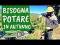 POTATURE di OTTOBRE: ecco quali piante sono da potare adesso