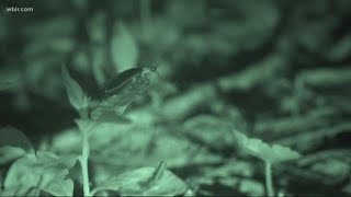 Synchronous firefly viewing underway in the Great Smoky Mountains