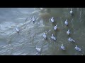 Birds #birds #river #water #love