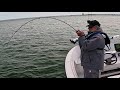 Savage jig fishing bite  bass and weakfish  scary  miscommunication