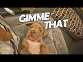 Cutest Pitbull Puppy Plays With His Toy