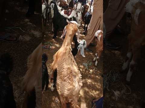 الماعز الصغير ما هي قوة الماعز الكبير