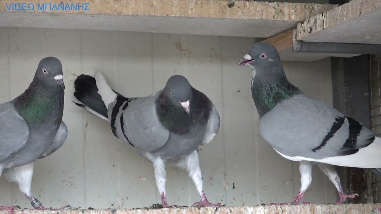 ΜΠΙΜΠΙΚΑΣ ΠΑΝΤΟΣ ΕΠΟΧΗΣ ΠΑΝΤΑ ΣΤΗΝ ΕΠΙΚΑΙΡΟΤΗΤΑ ΣΙΑΤΙΣΤΑ  ΚΑΛΟΚΑΙΡΙ 2025