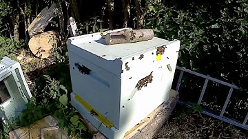 national nuc into langstroth hive