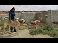 REAL GIANT TURKISH KANGAL DOGS - VERY AGRESSIVE