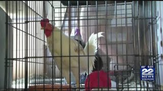 Hundreds of birds rescued in Northampton cockfighting bust