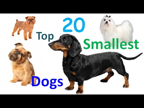 top 20 dog breeds for families