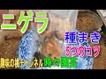【ニゲラ】　種まき　5つのコツ　23/1/13