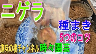 【ニゲラ】　種まき　5つのコツ　23/1/13