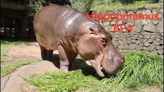 IKKYU เที่ยวสวนสัตว์เปิดเขาเขียว EP4 (Hippopotamus)