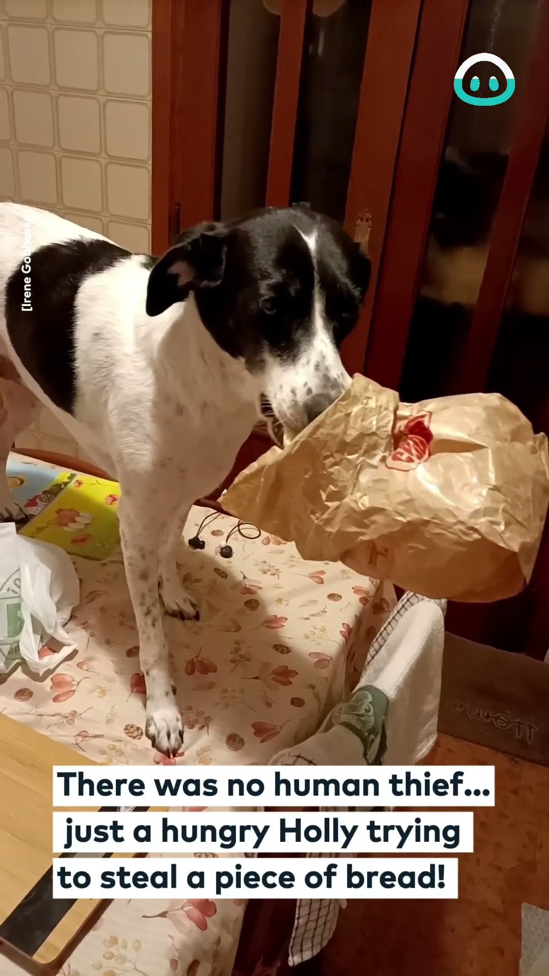 Pup Gets Caught Red-Pawed on Counter || ViralHog