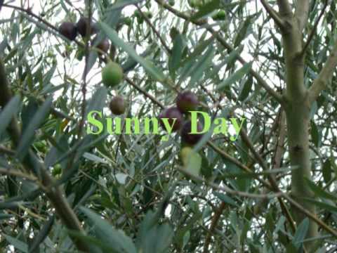 SunnyDay 　映像「オリーブ」編